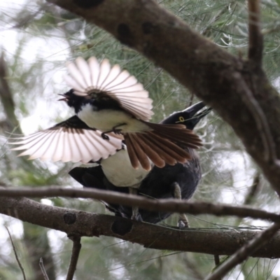 Rhipidura leucophrys (Willie Wagtail) at Upper Stranger Pond - 6 Nov 2022 by RodDeb