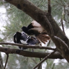 Rhipidura leucophrys at Isabella Plains, ACT - 6 Nov 2022 11:51 AM