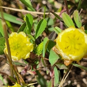 Trifolium campestre at Mitchell, ACT - 7 Nov 2022