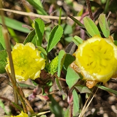 Trifolium campestre (Hop Clover) at Crace Grasslands - 7 Nov 2022 by trevorpreston