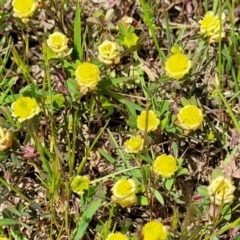 Trifolium campestre at Mitchell, ACT - 7 Nov 2022