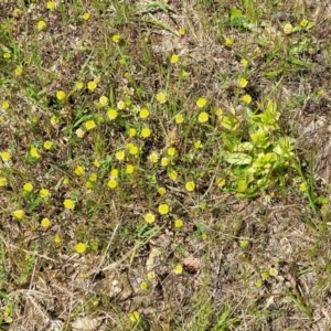 Trifolium campestre at Mitchell, ACT - 7 Nov 2022