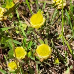 Trifolium campestre at Mitchell, ACT - 7 Nov 2022