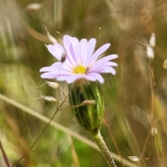 Vittadinia muelleri at Mitchell, ACT - 7 Nov 2022