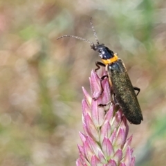 Chauliognathus lugubris (Plague Soldier Beetle) at Mitchell, ACT - 7 Nov 2022 by trevorpreston