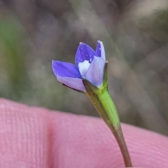 Wahlenbergia multicaulis (Tadgell's Bluebell) at Mitchell, ACT - 7 Nov 2022 by trevorpreston