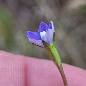 Wahlenbergia multicaulis at Mitchell, ACT - 7 Nov 2022 12:50 PM