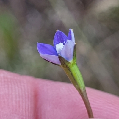 Wahlenbergia multicaulis (Tadgell's Bluebell) at Crace Grasslands - 7 Nov 2022 by trevorpreston