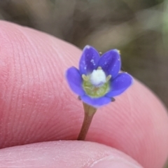 Wahlenbergia multicaulis at Mitchell, ACT - 7 Nov 2022