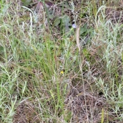 Wahlenbergia multicaulis at Mitchell, ACT - 7 Nov 2022 12:50 PM