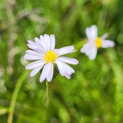 Vittadinia muelleri (Narrow-leafed New Holland Daisy) at Mitchell, ACT - 7 Nov 2022 by trevorpreston