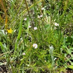 Vittadinia muelleri at Mitchell, ACT - 7 Nov 2022