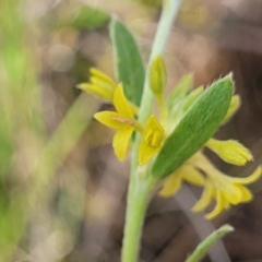 Pimelea curviflora var. sericea (Curved Riceflower) at Crace Grasslands - 7 Nov 2022 by trevorpreston
