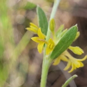 Pimelea curviflora var. sericea at Mitchell, ACT - 7 Nov 2022