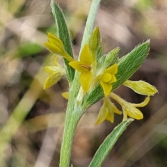 Pimelea curviflora var. sericea at Mitchell, ACT - 7 Nov 2022