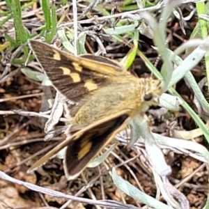 Trapezites luteus at Mitchell, ACT - 7 Nov 2022 01:04 PM