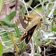 Trapezites luteus at Mitchell, ACT - 7 Nov 2022 01:04 PM