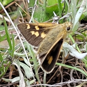 Trapezites luteus at Mitchell, ACT - 7 Nov 2022 01:04 PM