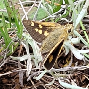 Trapezites luteus at Mitchell, ACT - 7 Nov 2022 01:04 PM