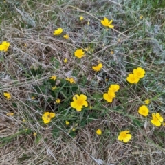 Ranunculus lappaceus (Australian Buttercup) at Sweeney's Travelling Stock Reserve - 7 Nov 2022 by MPennay