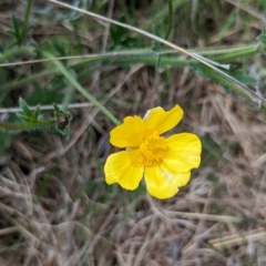 Ranunculus lappaceus at Lake George, NSW - 7 Nov 2022 02:23 PM