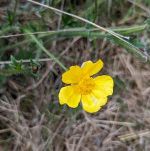 Ranunculus lappaceus at Lake George, NSW - 7 Nov 2022