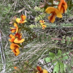 Pultenaea spinosa (Spiny Bush-pea, Grey Bush-pea) at Mount Ainslie - 7 Nov 2022 by Pirom