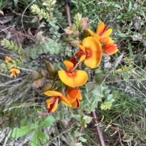 Pultenaea spinosa at Ainslie, ACT - 7 Nov 2022