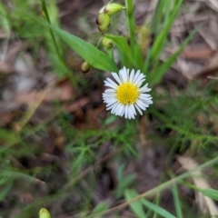 Calotis anthemoides (Chamomile Burr-daisy) at Sweeney's Travelling Stock Reserve - 7 Nov 2022 by MPennay