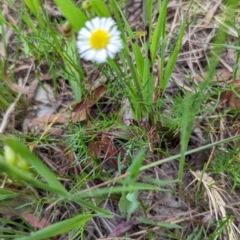 Calotis anthemoides at Lake George, NSW - 7 Nov 2022