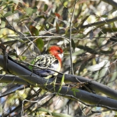 Platycercus eximius (Eastern Rosella) at Wingecarribee Local Government Area - 2 Nov 2022 by GlossyGal