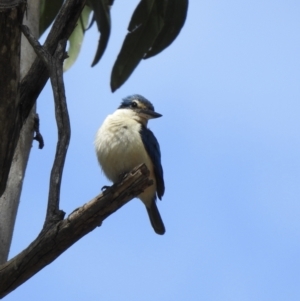 Todiramphus sanctus at Thirlmere, NSW - 2 Nov 2022 10:37 AM