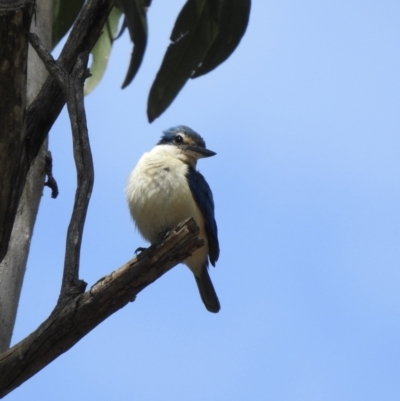 Todiramphus sanctus (Sacred Kingfisher) at Thirlmere, NSW - 1 Nov 2022 by GlossyGal
