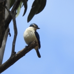 Todiramphus sanctus (Sacred Kingfisher) at Thirlmere, NSW - 1 Nov 2022 by GlossyGal