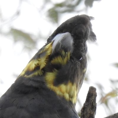 Calyptorhynchus lathami (Glossy Black-Cockatoo) at Wingecarribee Local Government Area - 3 Nov 2022 by GlossyGal