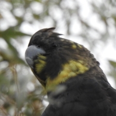 Calyptorhynchus lathami lathami at Penrose, NSW - 3 Nov 2022