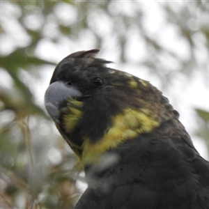 Calyptorhynchus lathami lathami at Penrose, NSW - suppressed