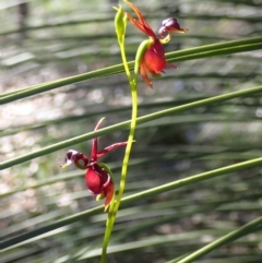 Caleana major (Large Duck Orchid) at Vincentia, NSW - 29 Oct 2022 by AnneG1