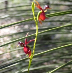 Caleana major (Large Duck Orchid) at Vincentia, NSW - 28 Oct 2022 by AnneG1