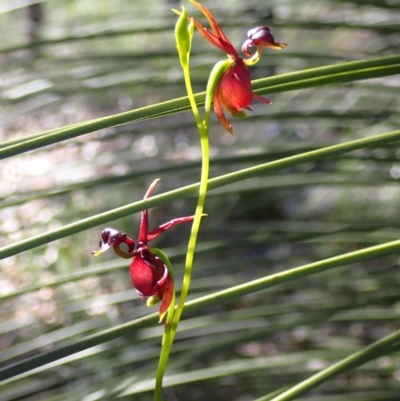 Caleana major (Large Duck Orchid) at Jervis Bay National Park - 28 Oct 2022 by AnneG1