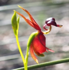 Caleana major at Vincentia, NSW - 29 Oct 2022