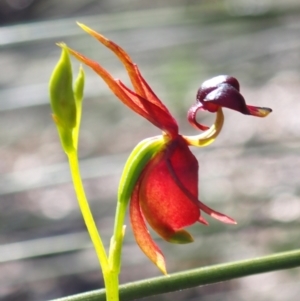 Caleana major at Vincentia, NSW - suppressed