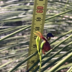 Caleana major at Vincentia, NSW - suppressed