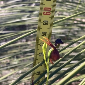 Caleana major at Vincentia, NSW - suppressed