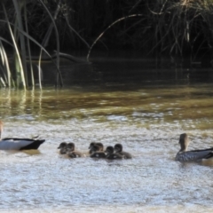 Chenonetta jubata (Australian Wood Duck) at Wingecarribee Local Government Area - 2 Nov 2022 by GlossyGal