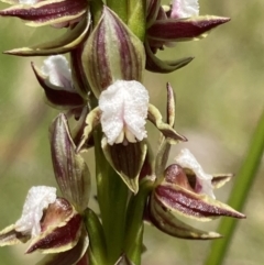 Prasophyllum australe (Austral Leek Orchid) at Jervis Bay National Park - 6 Nov 2022 by AnneG1