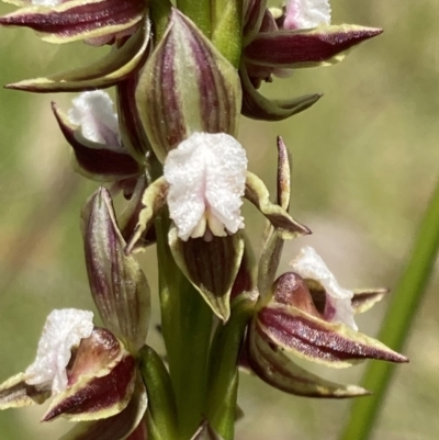 Prasophyllum australe (Austral Leek Orchid) at Vincentia, NSW - 6 Nov 2022 by AnneG1