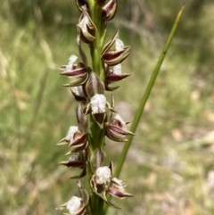 Prasophyllum australe at Vincentia, NSW - suppressed