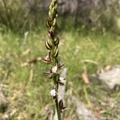 Prasophyllum australe at Vincentia, NSW - suppressed