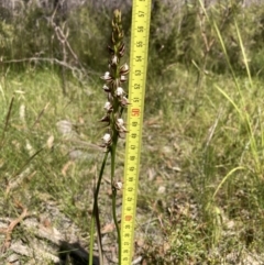 Prasophyllum australe at Vincentia, NSW - suppressed